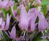 Show product details for Erythronium dens-canis Lilac Wonder